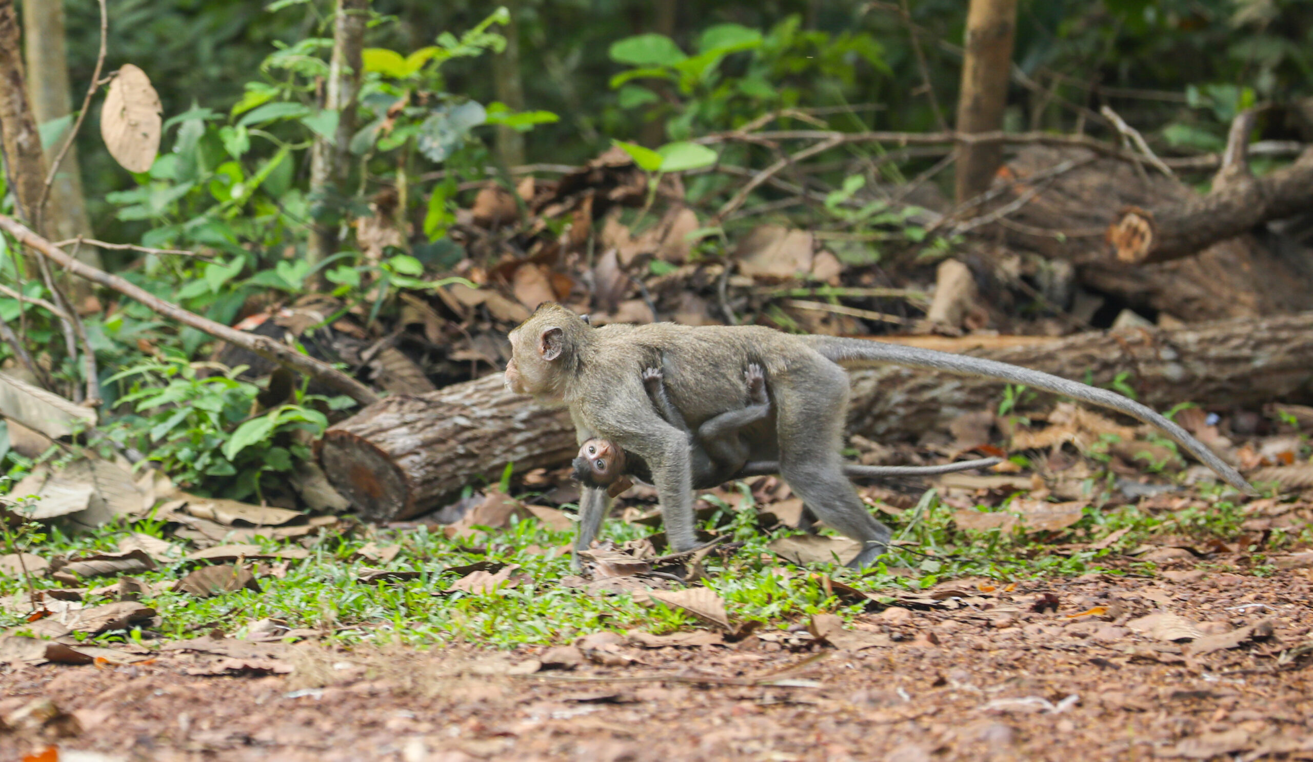 Cambodian officials charged with wildlife trafficking, a ‘wake-up call’ for global monkey trade